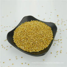 yellow millet in husk